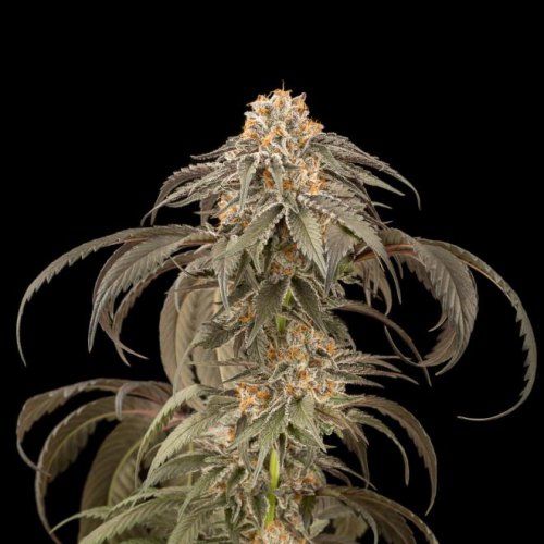 Dinafem Seeds Purple Afghan Kush (Феминизированные)