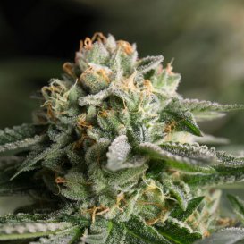 Dinafem Seeds Remo Chemo (Феминизированные)