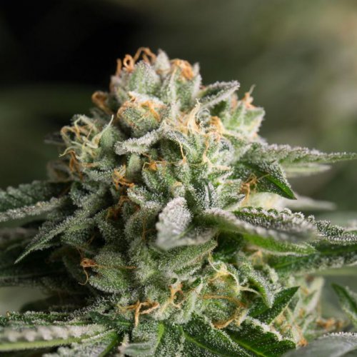 Dinafem Seeds Remo Chemo (Феминизированные)
