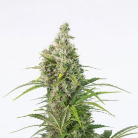 Dinafem Seeds White Widow CBD (Автоцветущие феминизированные)