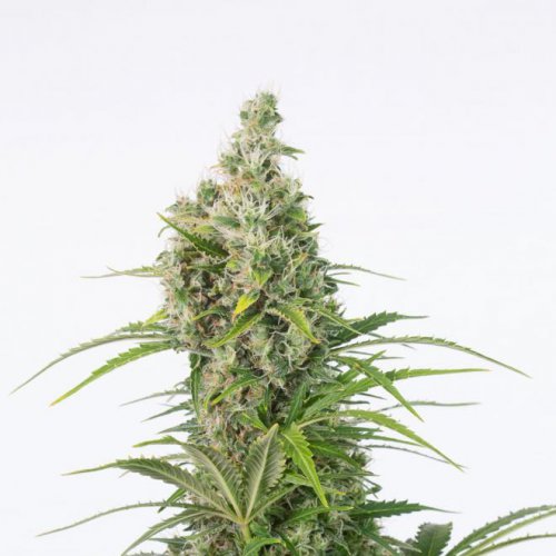 Dinafem Seeds White Widow CBD (Автоцветущие феминизированные)