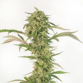 Dinafem Seeds OG Kush CBD (Автоцветущие феминизированные)