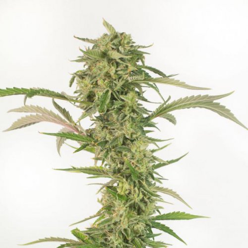 Dinafem Seeds OG Kush CBD