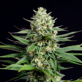Dinafem Seeds OG Kush CBD (Феминизированные)