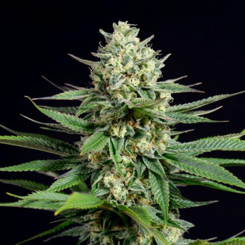 Dinafem Seeds OG Kush CBD (Феминизированные)