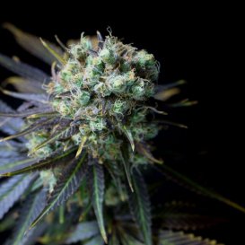 Dinafem Seeds Dinamed CBD (Феминизированные)