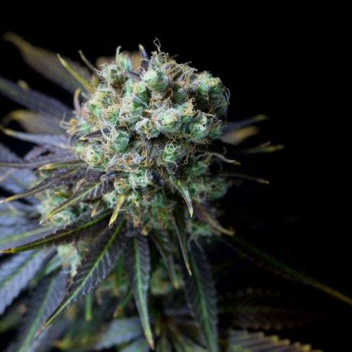 Dinafem Seeds Dinamed CBD (Феминизированные)