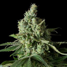 Dinafem Seeds Moby Dick CBD (Феминизированные)