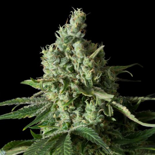 Dinafem Seeds Moby Dick CBD (Феминизированные)