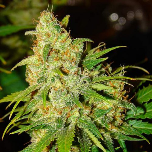 Nirvana Seeds Bubblelicious (Автоцветущие феминизированные)