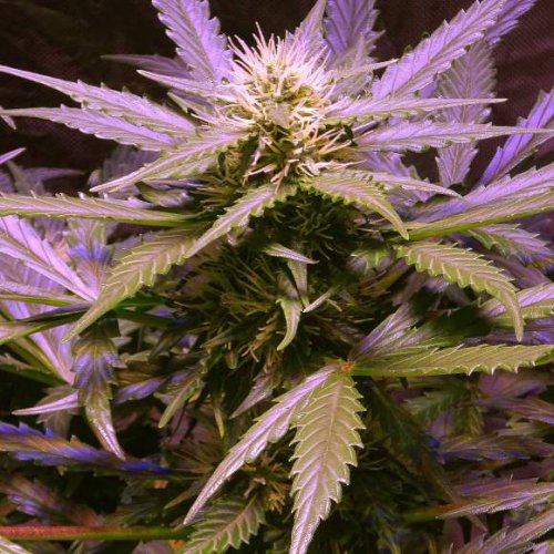 Nirvana Seeds Lemon OG Haze