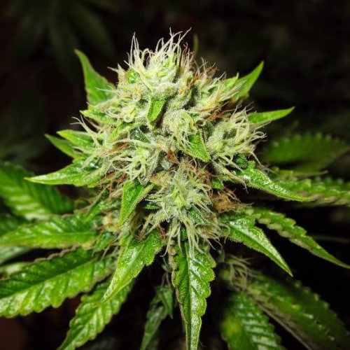 Nirvana Seeds OG Kush (Автоцветущие феминизированные)