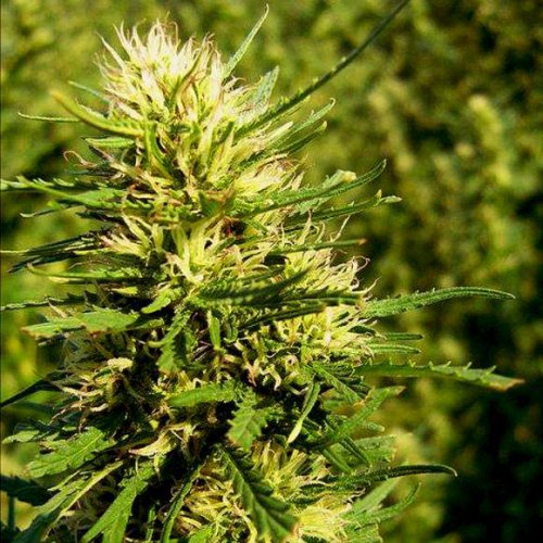 Nirvana Seeds Super Skunk (Автоцветущие феминизированные)