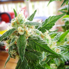 Nirvana Seeds AK48 (Автоцветущие)