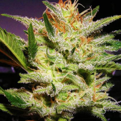 Nirvana Seeds Amnesia Haze (Автоцветущие феминизированные)