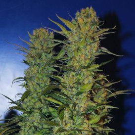 Nirvana Seeds AK48 (Феминизированные)