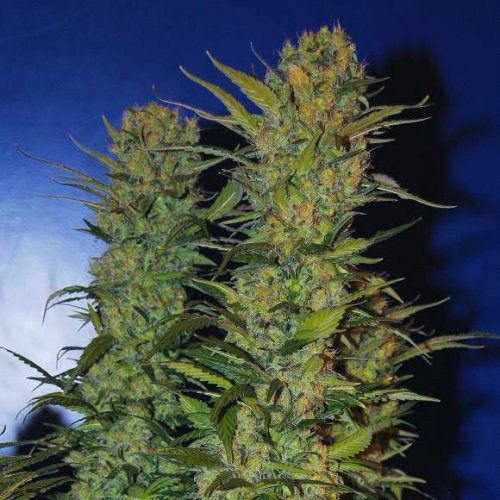 Nirvana Seeds AK48 (Феминизированные)