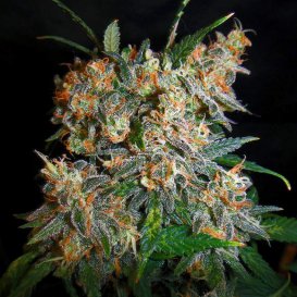Nirvana Seeds Aurora Indica (Обычные)