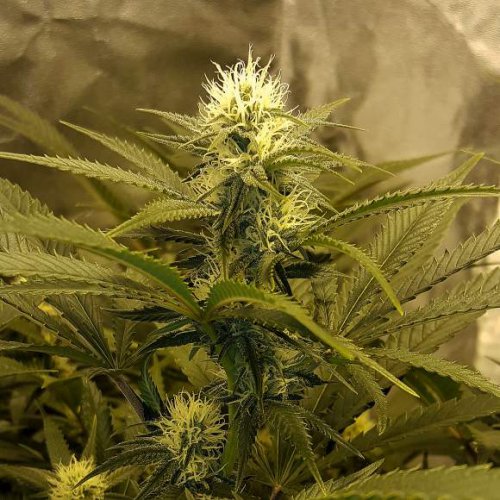 Nirvana Seeds Chrystal (Обычные)