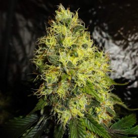 Nirvana Seeds Ice (Обычные)