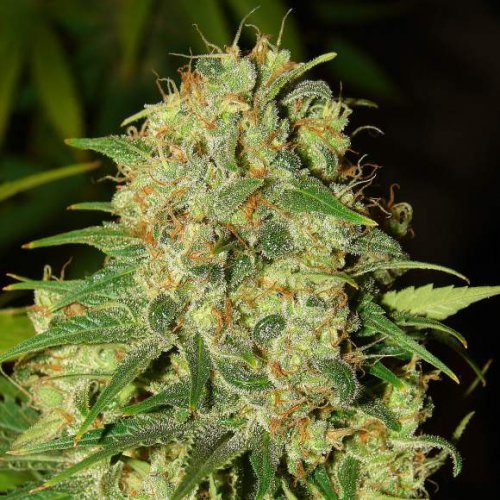Nirvana Seeds Master Kush (Феминизированные)