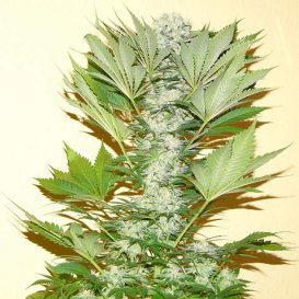 Misty Kush (Феминизированные)