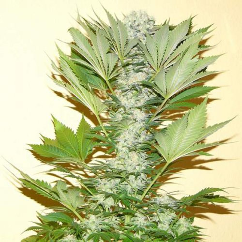 Nirvana Seeds Misty Kush (Обычные)