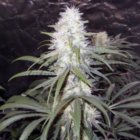 Sterling Haze (Феминизированные)