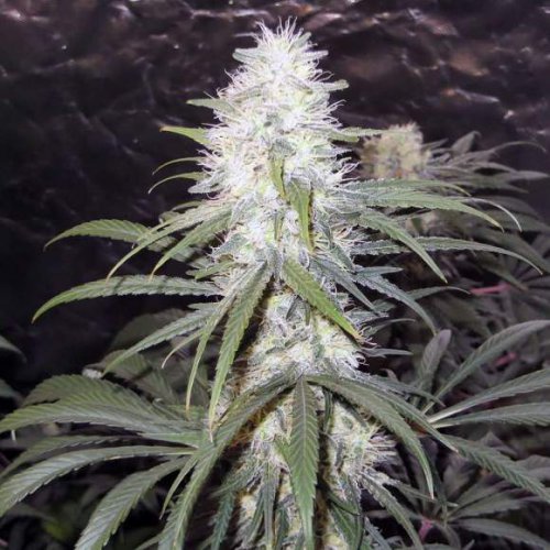Nirvana Seeds Sterling Haze (Феминизированные)