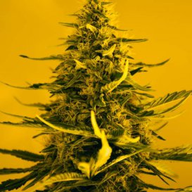 Nirvana Seeds White Widow (Обычные)