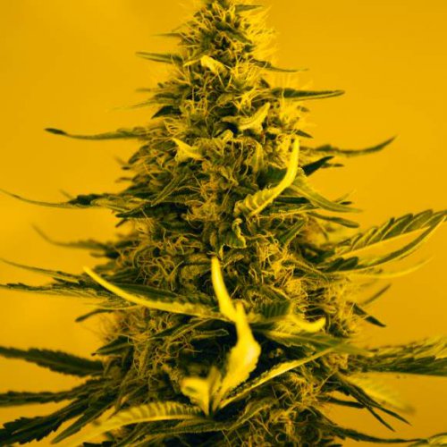 Nirvana Seeds White Widow (Обычные)