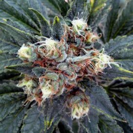 White Rhino (Обычные)