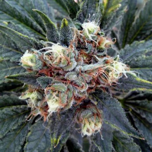 Nirvana Seeds White Rhino (Обычные)