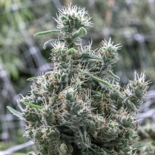 Nirvana Seeds Cannatonic CBD (Феминизированные)