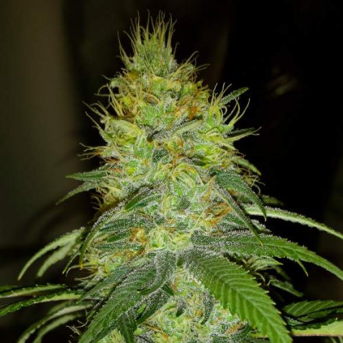 Nirvana Seeds Raspberry Cough (Феминизированные)
