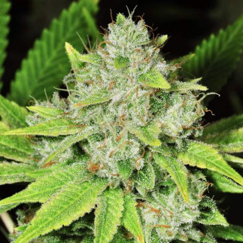 Nirvana Seeds Original Glue (Феминизированные)