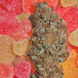 Mandala Seeds Fruitylicious (Феминизированные)