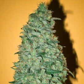 Mandala Seeds California Dream (Феминизированные)